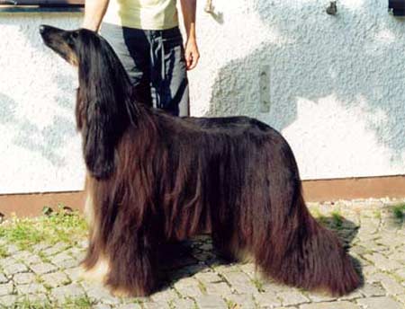 copyright by agha djari�s kennel
