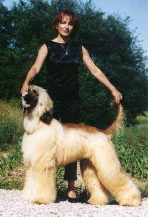 copyright by agha djari`s kennel