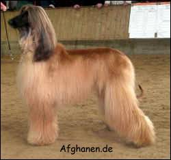 Copyright by afghanen.de