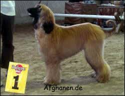 Copyright by afghanen.de