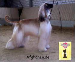 Copyright by afghanen.de