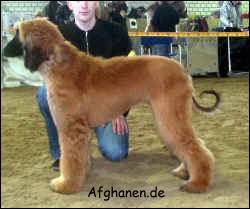 Copyright by afghanen.de