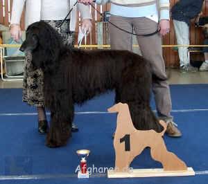 vet-1.JPG (638495 Byte)