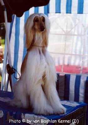 miss-magolina-v-baghlan.JPG (20678 Byte)