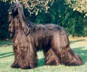 goleas-bona-dea.JPG (47517 Byte)