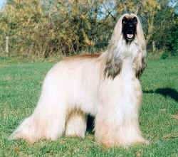goleas-j-j-bobo.JPG (76557 Byte)