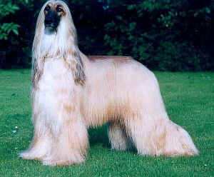 goleas-jezebel-bo.JPG (55271 Byte)