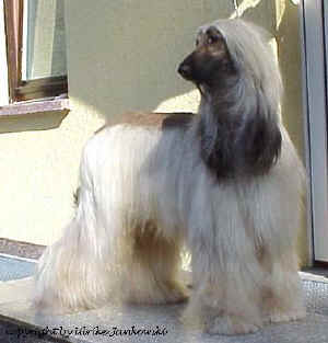 bailey05.jpg (36328 Byte)