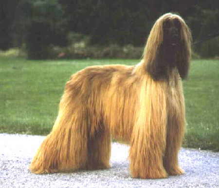 Bild copyright be el jafistan Kennel