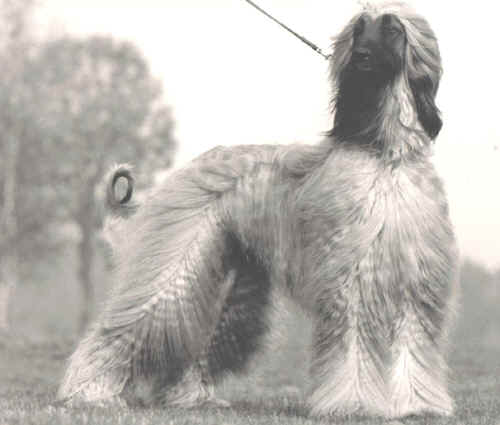 copyright by pachacumac-kennel