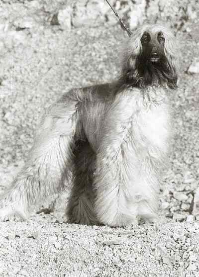 copyright by pachacumac-kennel