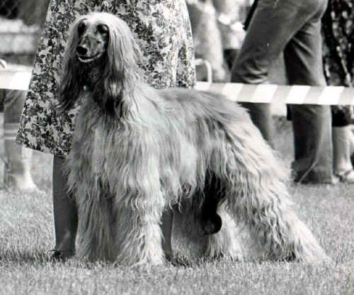 copyright by pachacumac-kennel