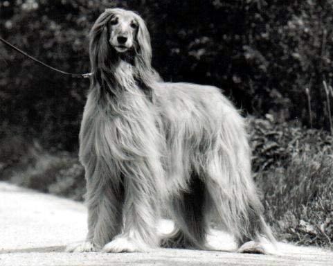 copyright by pachacumac-kennel