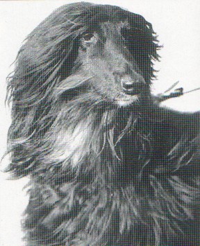 copyright by pachacumac-kennel
