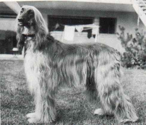 copyright by pachacumac-kennel