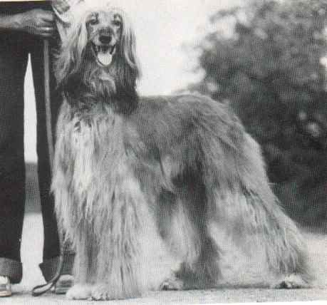 copyright by pachacumac-kennel