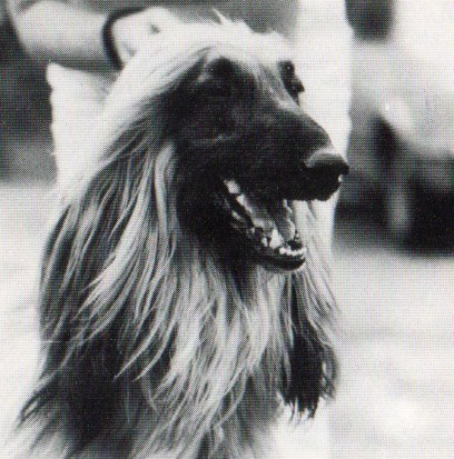 copyright by pachacumac-kennel