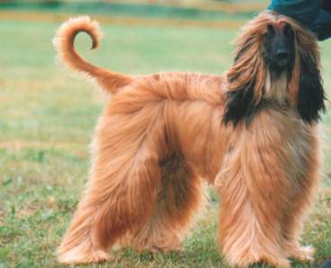 copyright by pachacumac-kennel