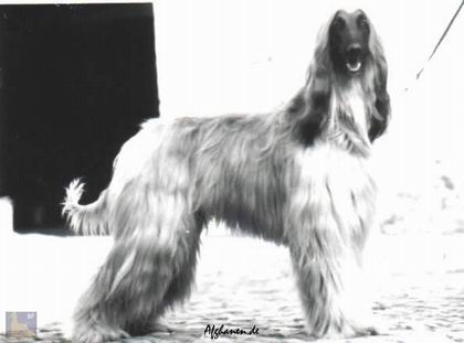 copyright by pachacumac-kennel