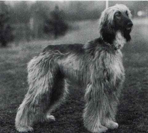 copyright by pachacumac-kennel