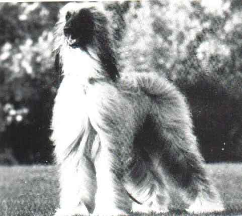 copyright by pachacumac-kennel