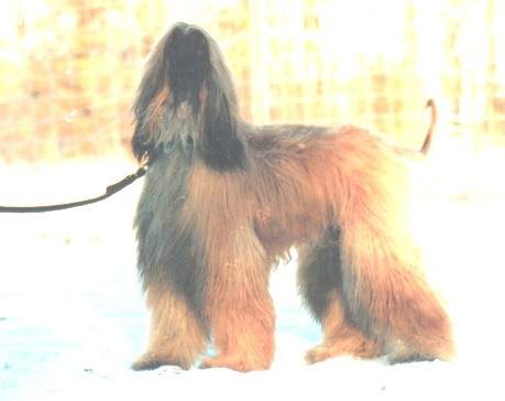 copyright by pachacumac-kennel
