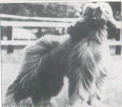 copyright by pachacumac-kennel
