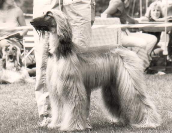 copyright by pachacumac-kennel