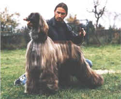 devon.jpg (34968 Byte)