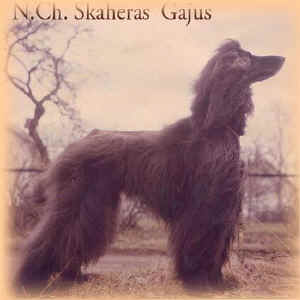 shaheras-gajus.jpg (25681 Byte)