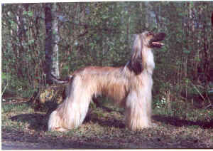 the-viscounts-rhea-silvia.jpg (104406 Byte)