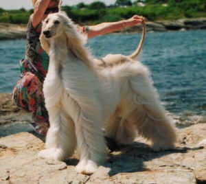 ixion1.jpg (55460 Byte)