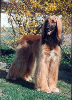 canin.jpg (68107 Byte)