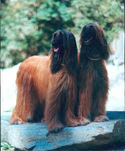 p-wurf-katwiga-doppel.jpg (115255 Byte)