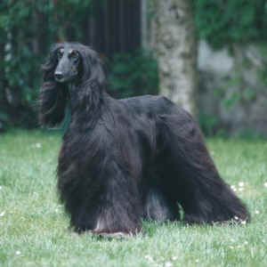malih3.jpg (41518 Byte)