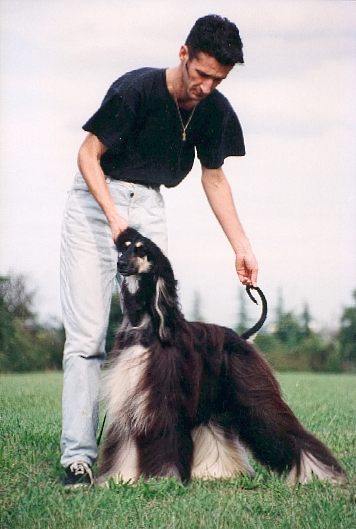 Click here to view pedigrees
