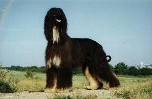 Click here to view pedigrees