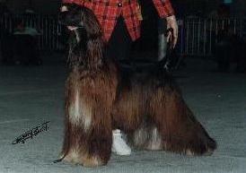Click here to view pedigrees