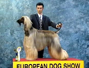 Click here to view pedigrees