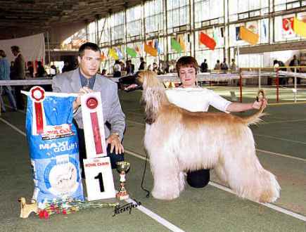 Click here to view pedigrees