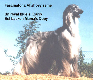 faszinator.jpg (23520 Byte)